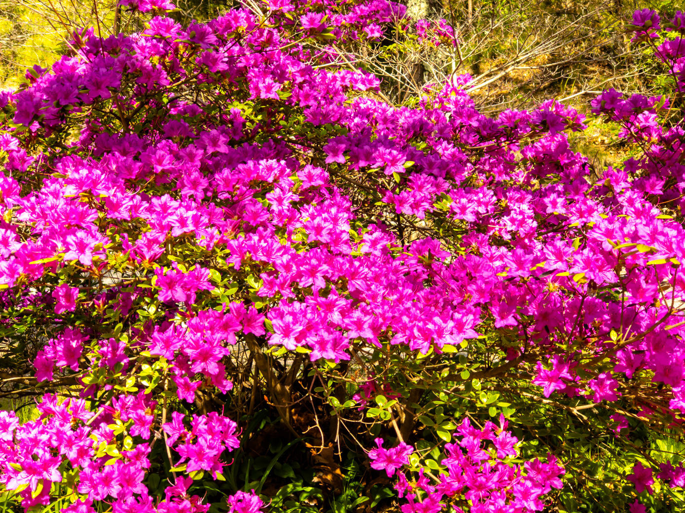 Pink flowers