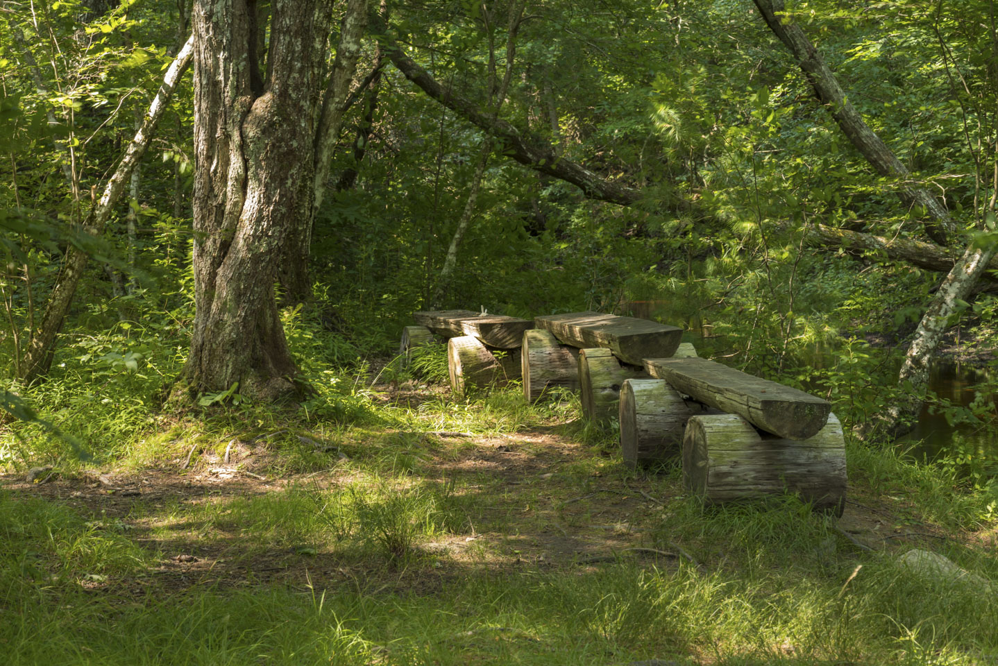 A woodsy spot with three benches that are made of a half log sitting on logs with a flat bottom and notched top.