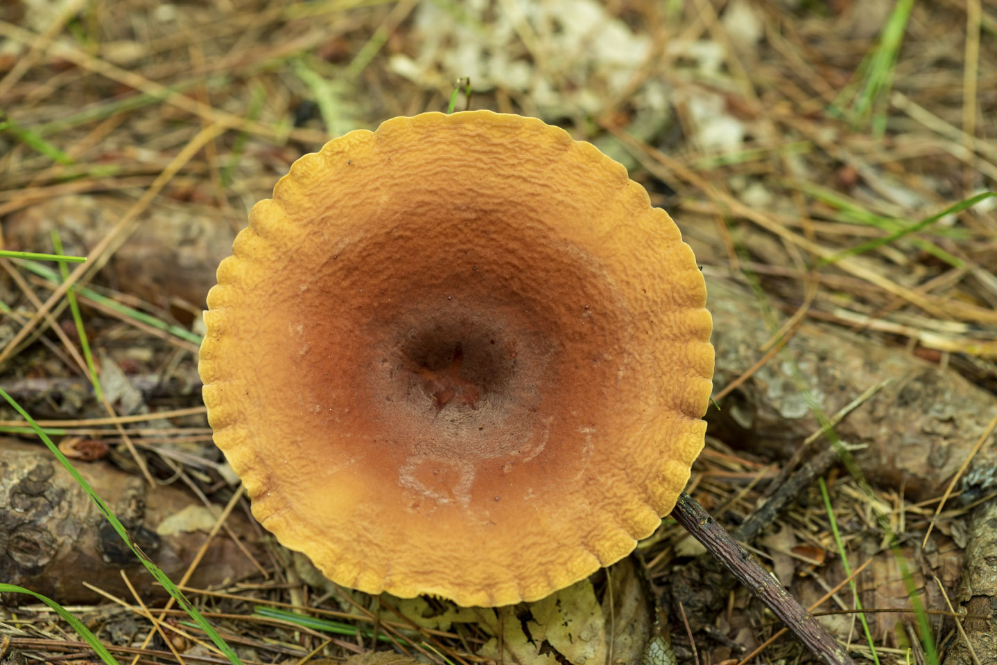 Looking down at a trumpet shaped orange mushroom