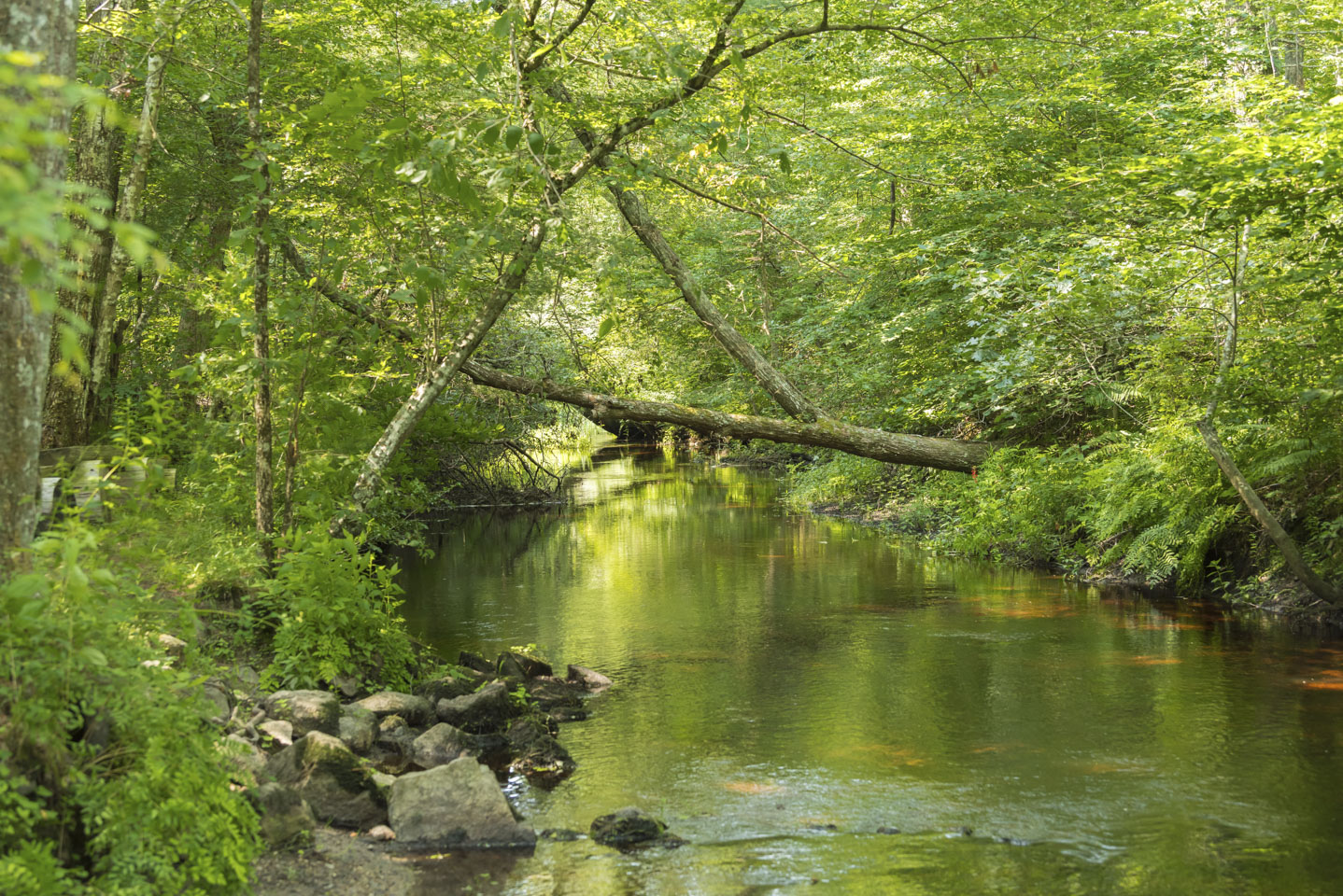 Looking down the river with trees right on the river edge on both sides