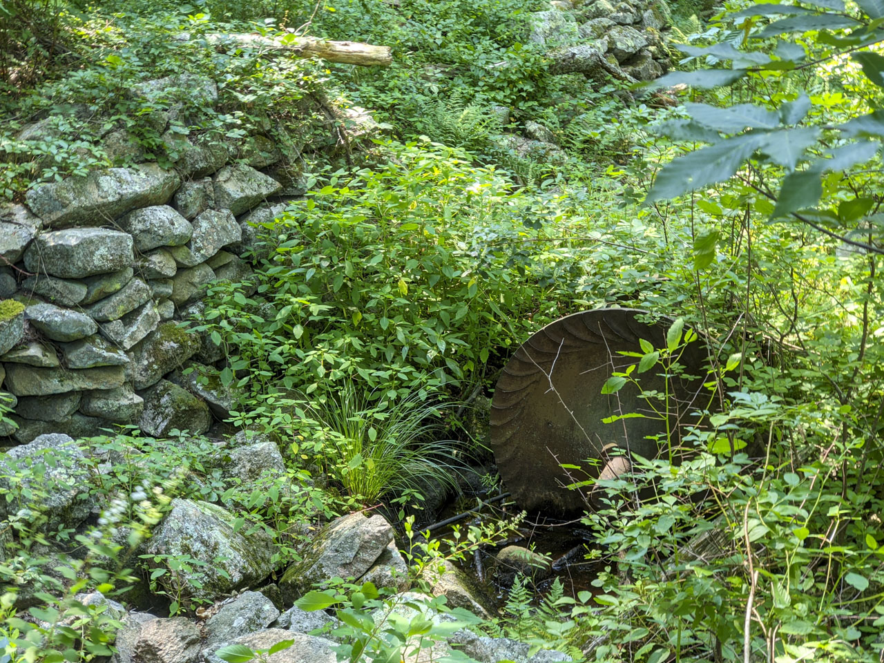 A stone wall is covered with vines and near it is a piece of rusty machinery that is partially hidden by greenery.z