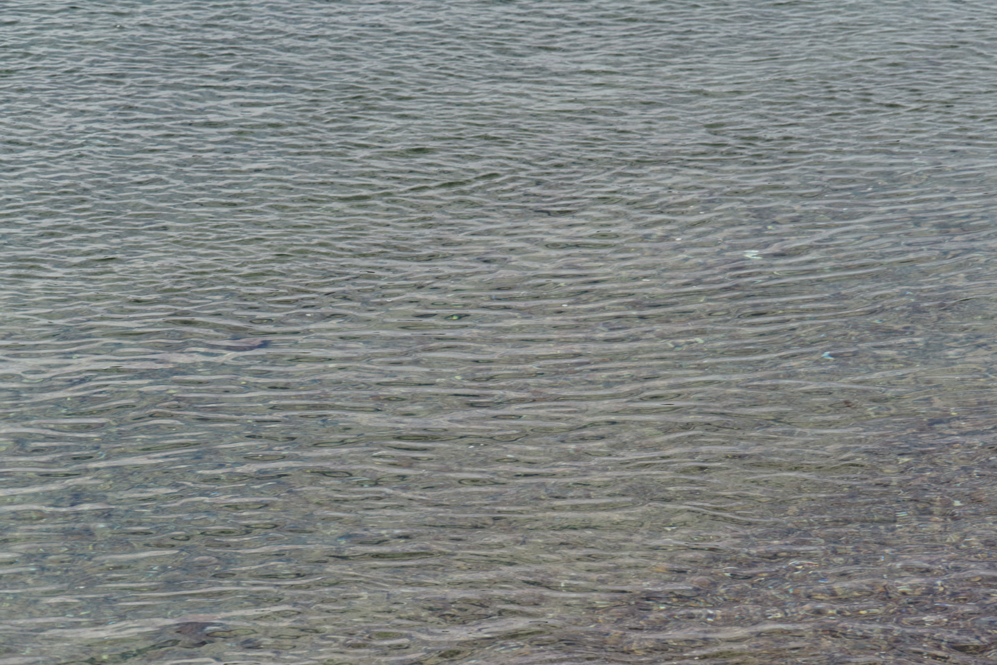 ripples in the water