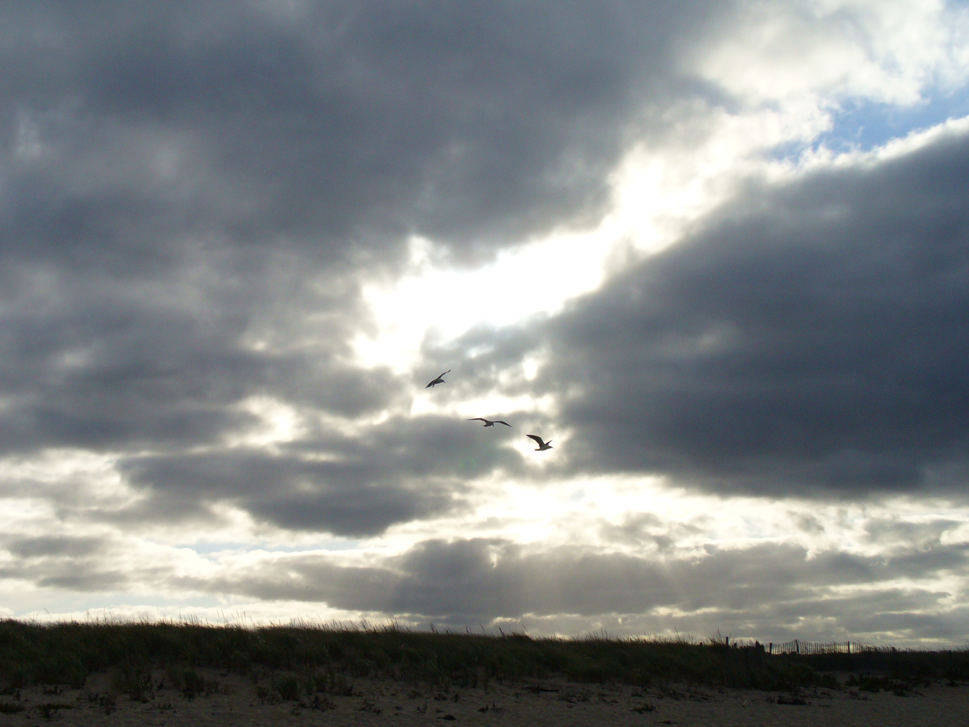 Birds flying over Scusset Beach