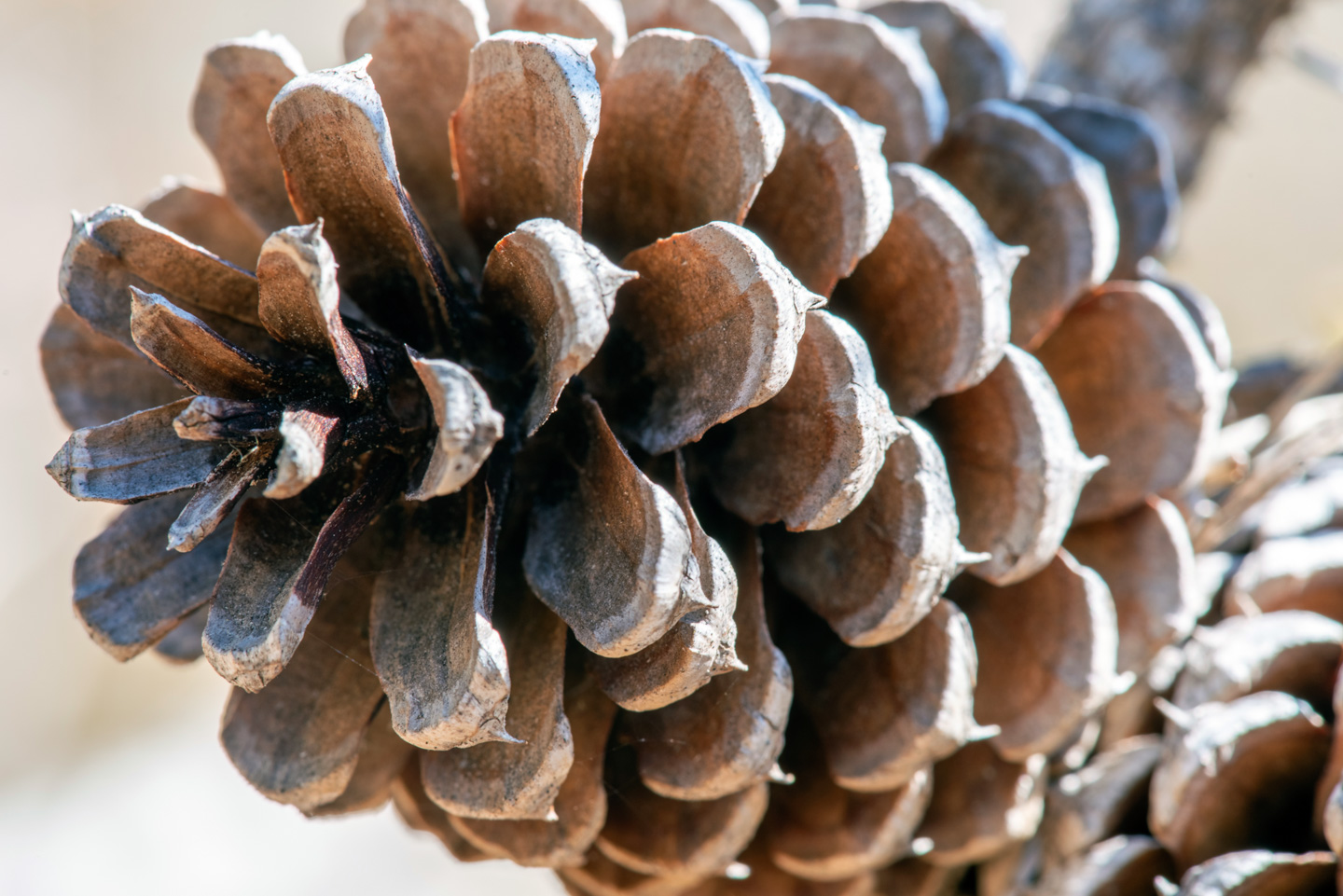 pinecone