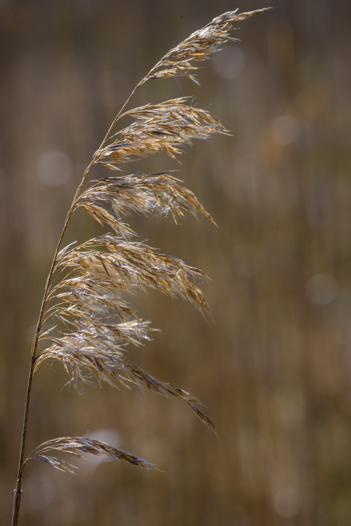 marsh grass