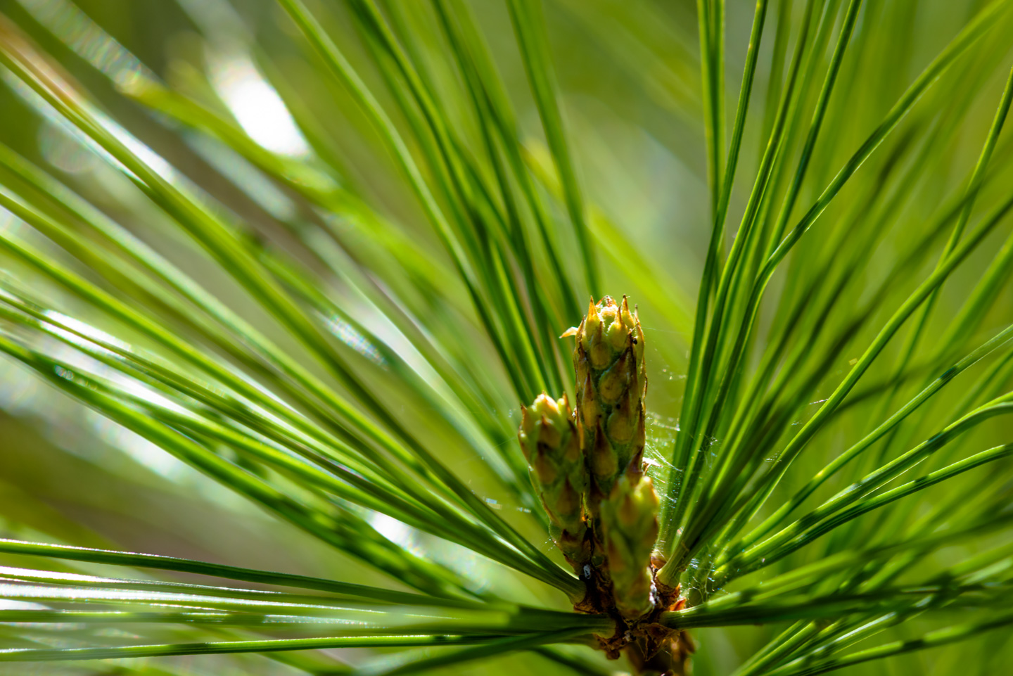 tip of a pine branch