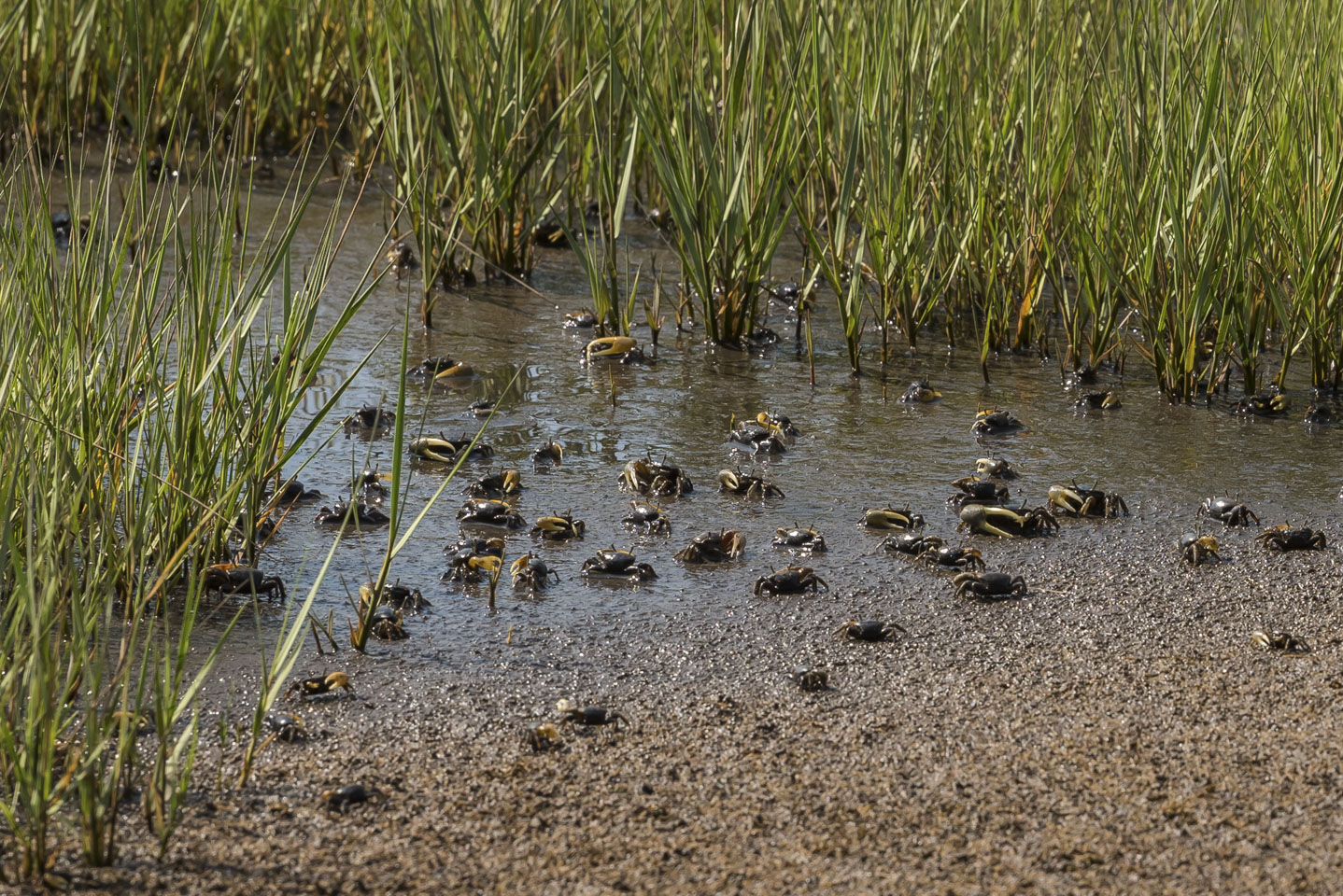 fiddler crabs at Marks Cove