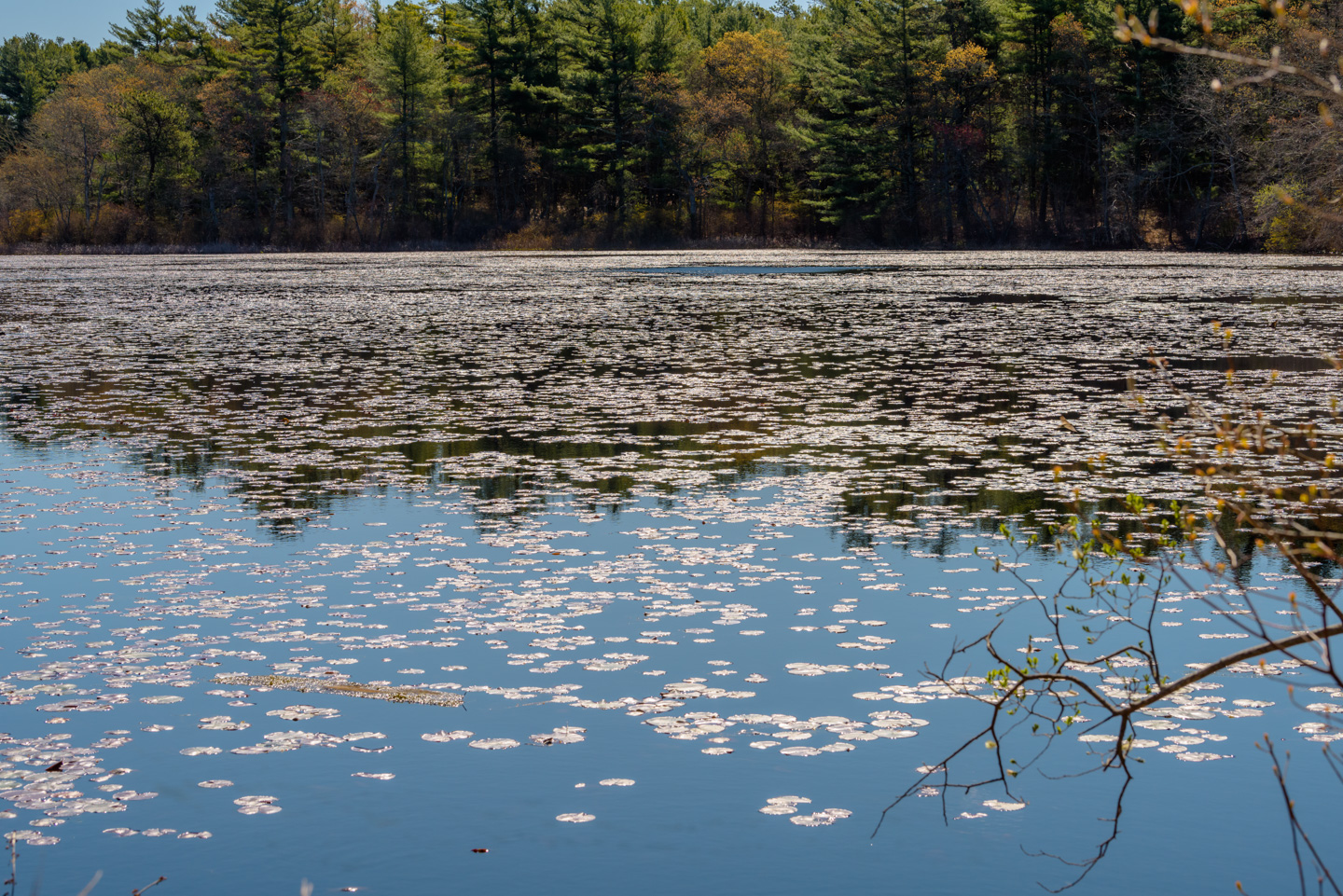 view of the pond
