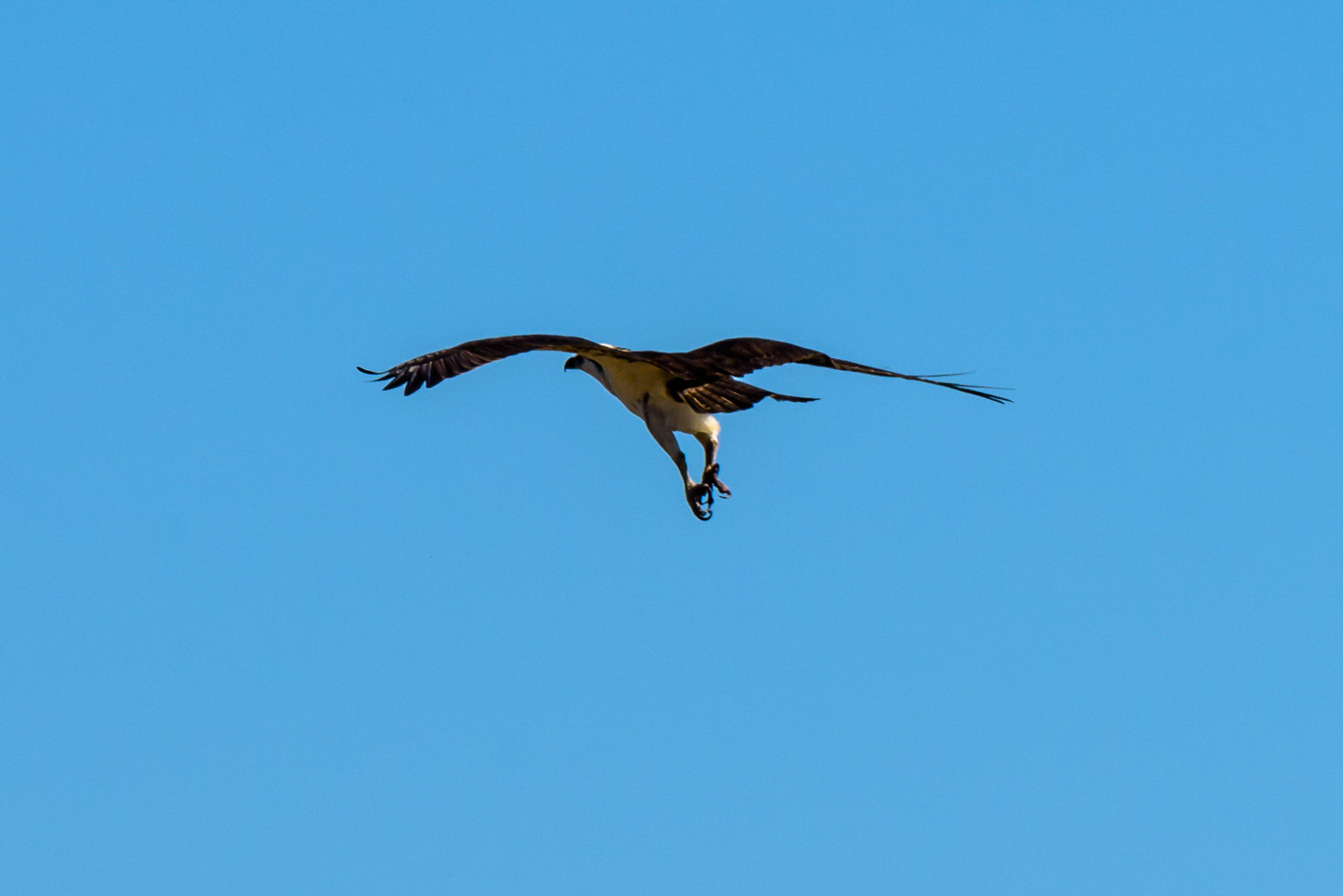 Osprey in flight