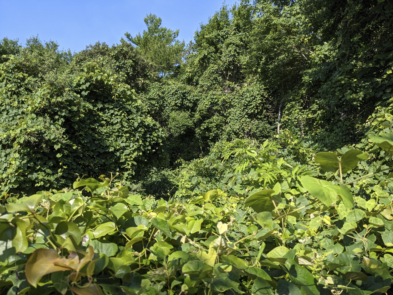 grape vines covering trees