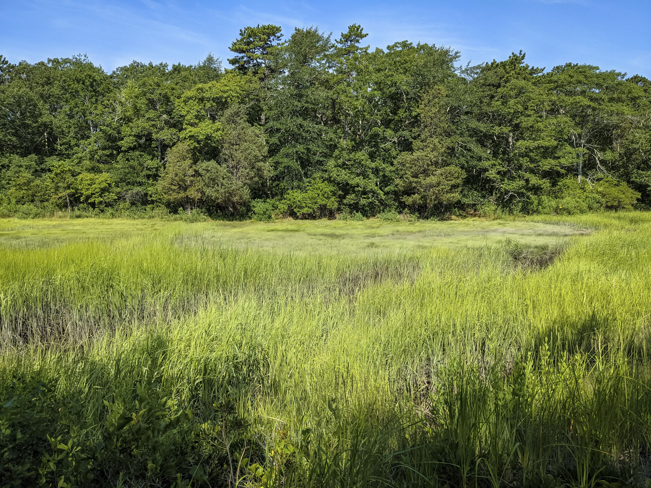 grasses in a wet area around a stream