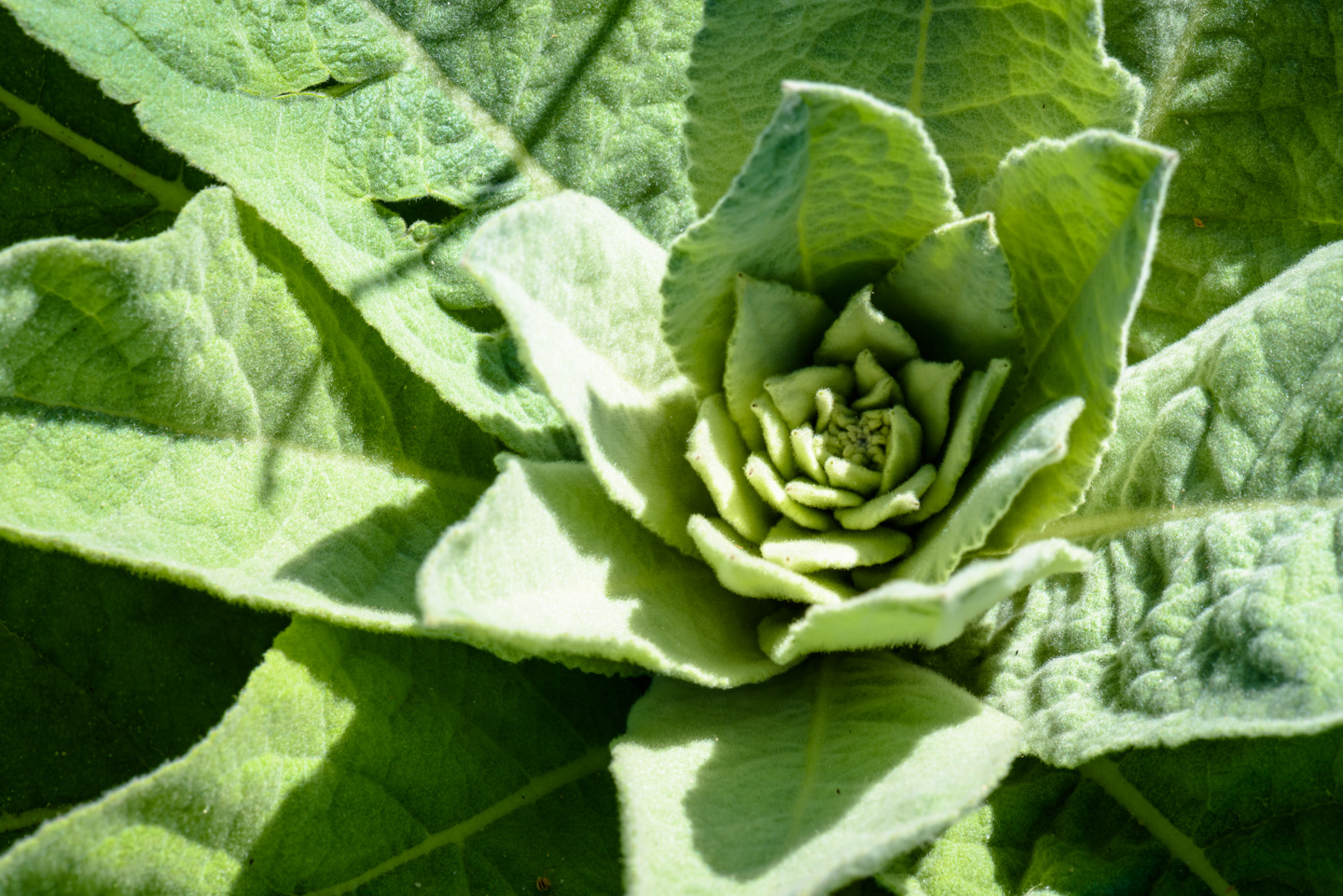 Close-up of a weed