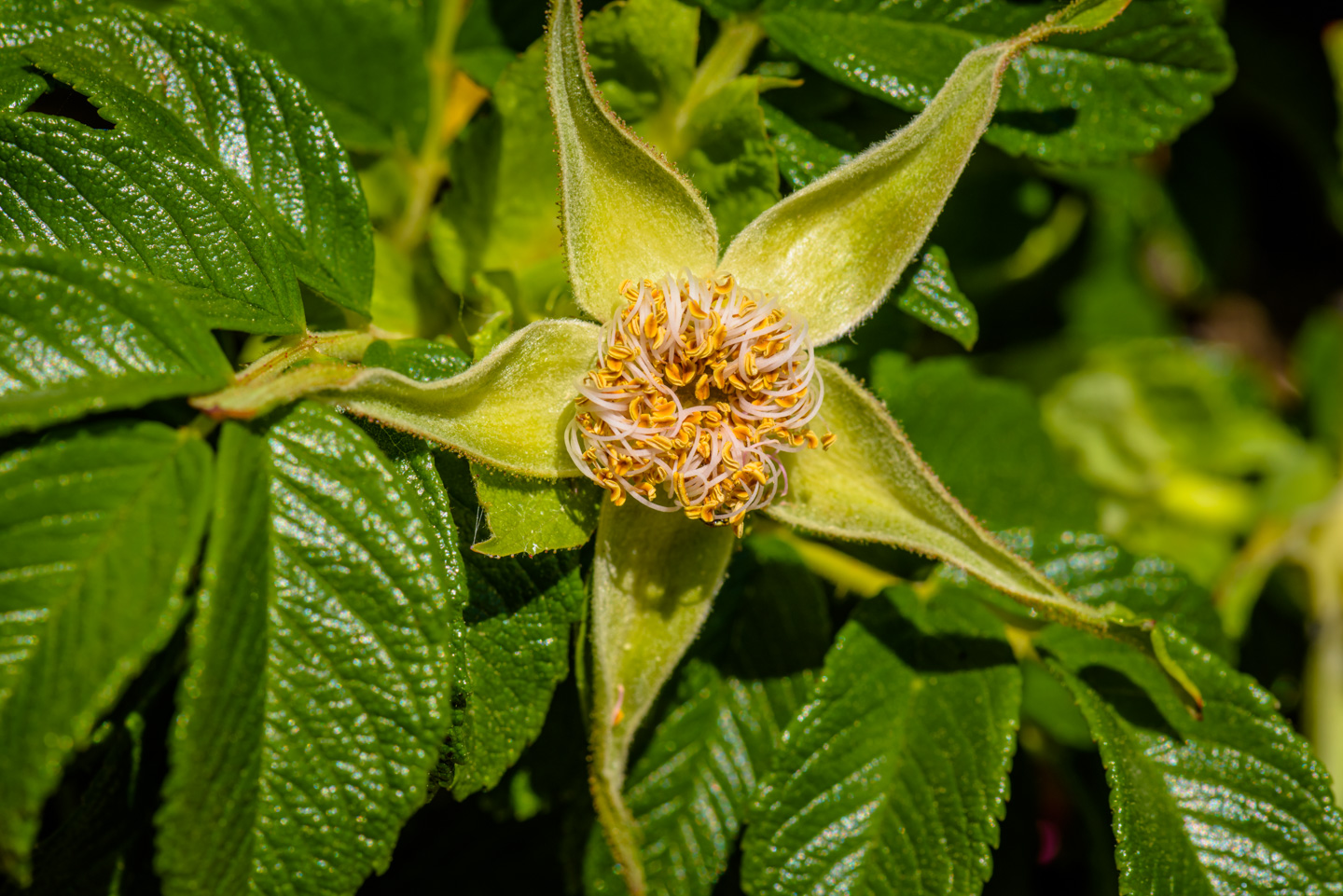 spent rugosa rose flower