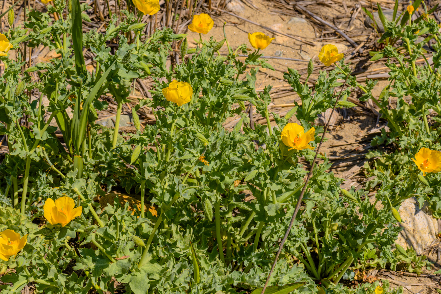 A flowering weed