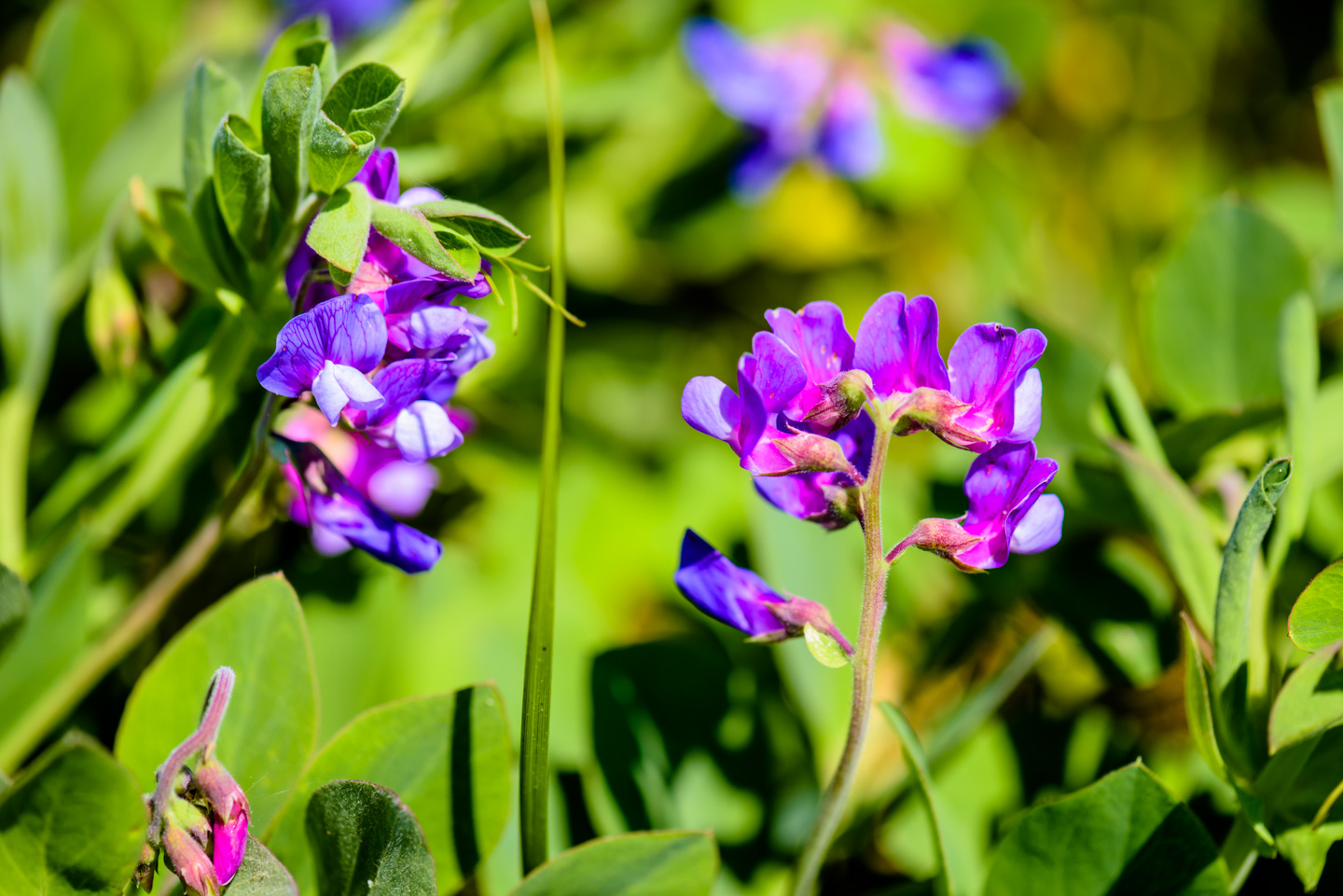 Pretty flowers blooming in difficult conditions