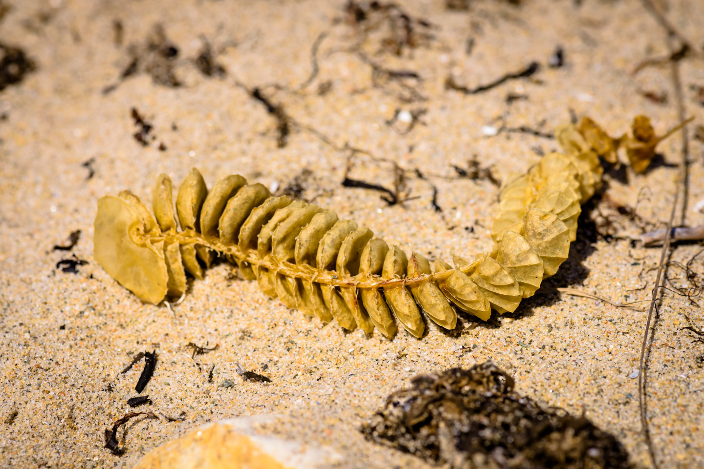 A piece of seaweed on the sand