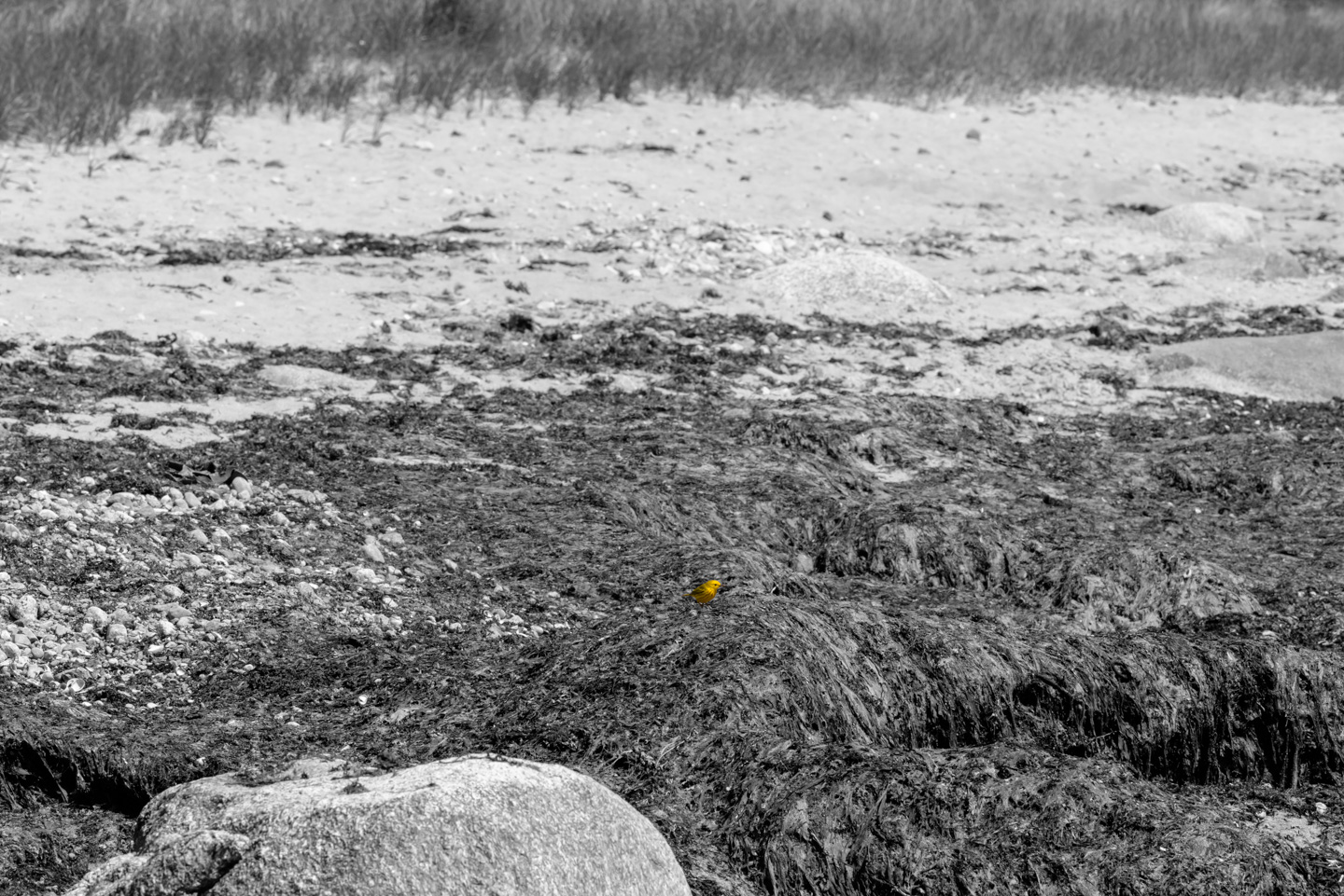 little bird in seaweed with black and white background