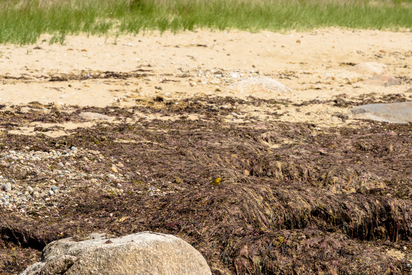 little bird in seaweed with so much yellow the bird is difficult to see