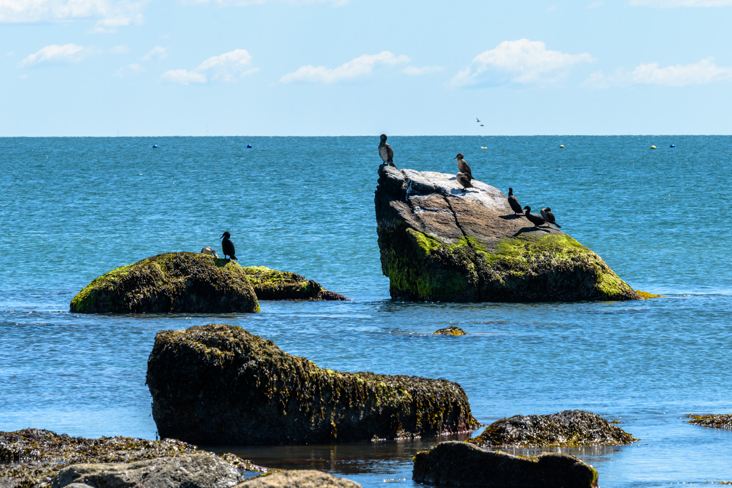 cormorants on rocks