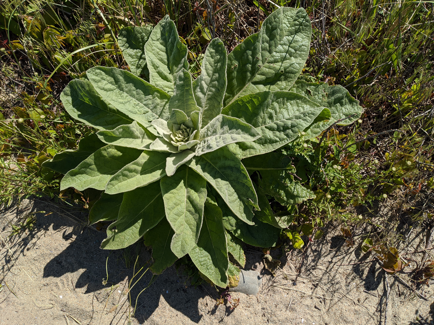 A tough weed - perhaps a thistle of some sort